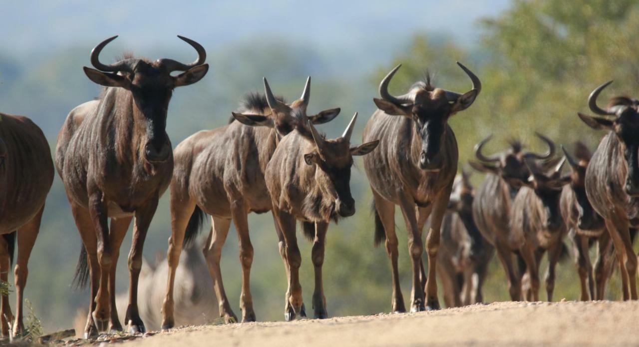 Parsons Hilltop Safari Camp Balule Game Reserve Exterior foto